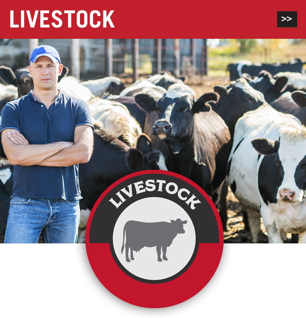 livestock