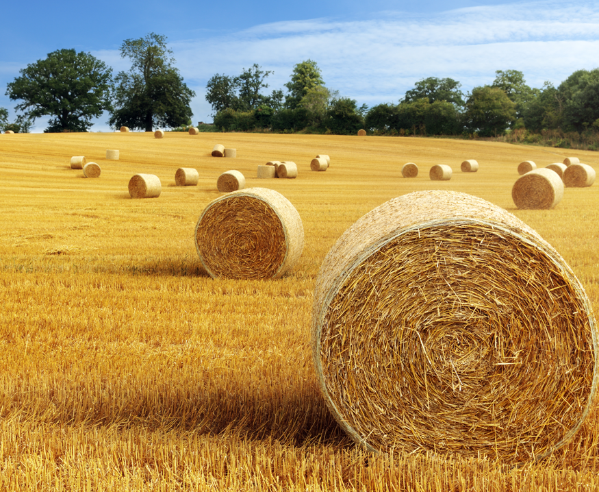 hay and forage